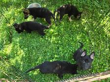 German Shepherd Puppies for Sale - Photo 3