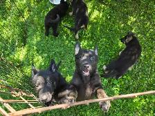 German Shepherd Puppies for Sale - Photo 4
