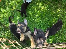 German Shepherd Puppies for Sale - Photo 5