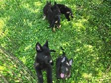 German Shepherd Puppies for Sale - Photo 6