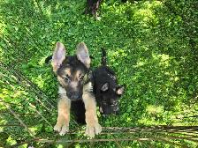 German Shepherd Puppies for Sale - Photo 7