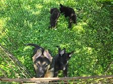 German Shepherd Puppies for Sale - Photo 8