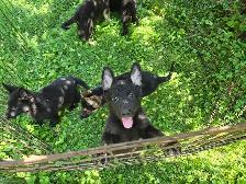 German Shepherd Puppies for Sale - Photo 9