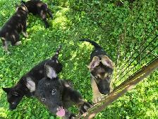 German Shepherd Puppies for Sale - Photo 10