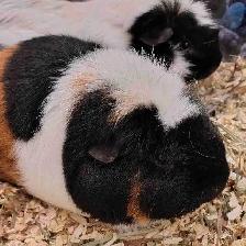 guinea pigs