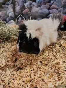 guinea pigs - Photo 2