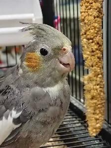 baby cockatiel