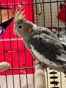 baby cockatiel - Photo 2