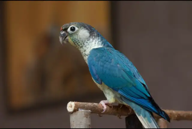 ❤️ Hand-Fed Baby Conure with cage and food! ❤️