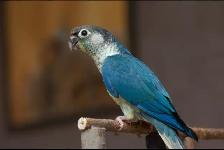 ❤️ Hand-Fed Baby Conure with cage and food! ❤️
