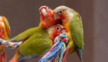 ❤️ Hand-Fed Baby Conure with cage and food! ❤️ - Photo 2