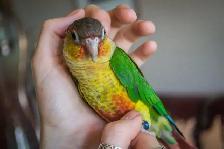 ❤️ Hand-Fed Baby Conure with cage and food! ❤️ - Photo 4