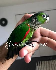 ❤️ Hand-Fed Baby Conure with cage and food! ❤️ - Photo 5