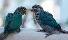 ❤️ Hand-Fed Baby Conure with cage and food! ❤️ - Photo 6