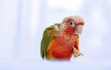 ❤️ Hand-Fed Baby Conure with cage and food! ❤️ - Photo 7