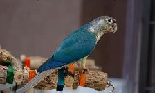 ❤️ Hand-Fed Baby Conure with cage and food! ❤️ - Photo 8