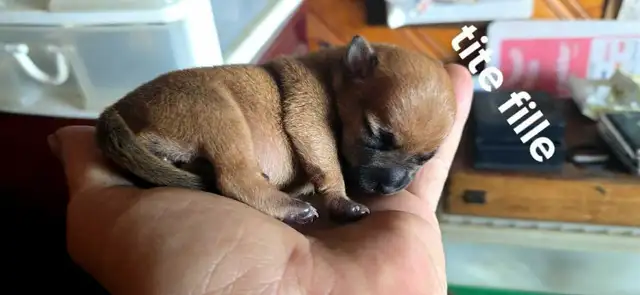 chihuahua