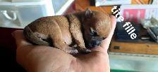chihuahua