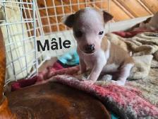 chihuahua - Photo 2