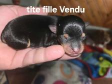 chihuahua - Photo 3
