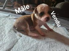 chihuahua - Photo 4