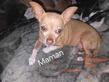 chihuahua - Photo 5