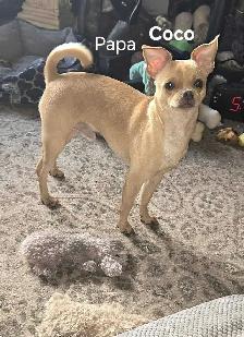 chihuahua - Photo 6