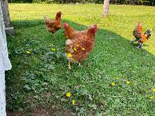 Free chickens