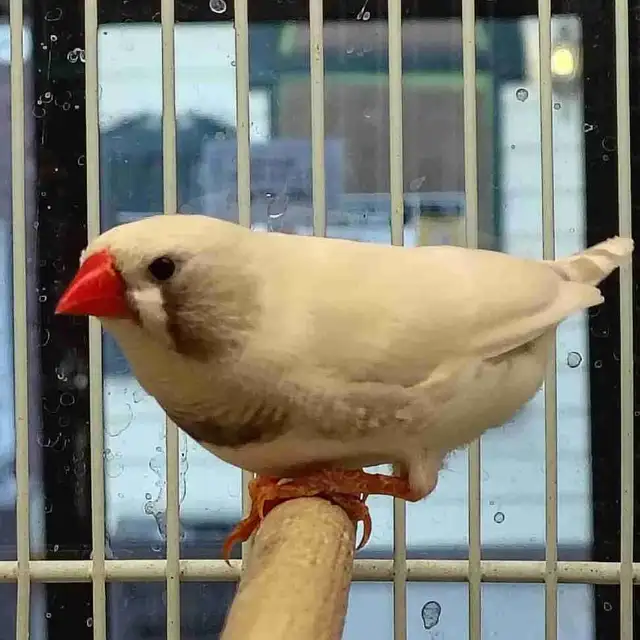 white black cheek zebra finches