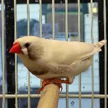 white black cheek zebra finches