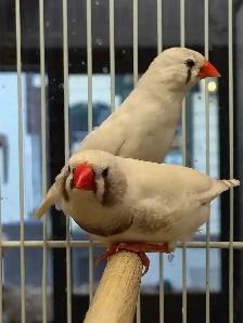 white black cheek zebra finches - Photo 2