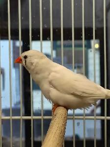 white black cheek zebra finches - Photo 3