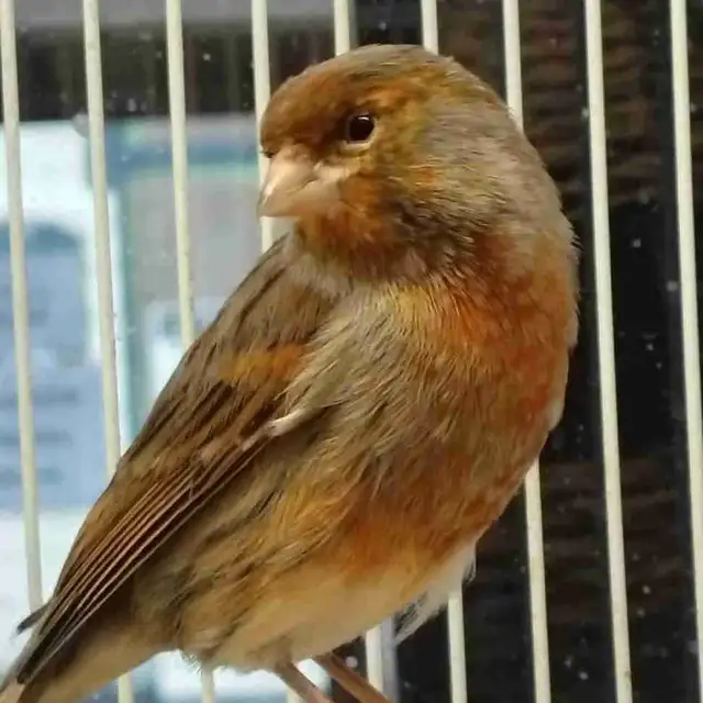 male canaries