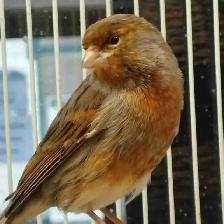 male canaries