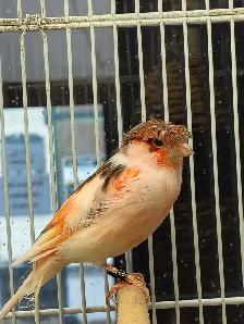 male canaries - Photo 2