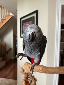 LOST PARROT - REWARD OFFERED!! - Photo 2