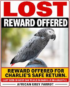 LOST PARROT - REWARD OFFERED!!