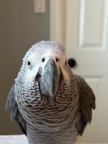 LOST PARROT - REWARD OFFERED!! - Photo 2