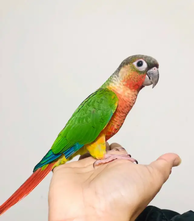 ❤️ Friendly Baby Conures cage and food ❤️
