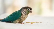 ❤️ Friendly Baby Conures cage and food ❤️ - Photo 4