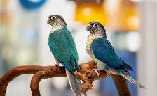 ❤️ Friendly Baby Conures cage and food ❤️ - Photo 5
