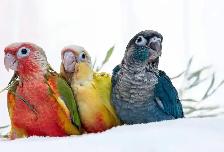 ❤️ Friendly Baby Conures cage and food ❤️ - Photo 7