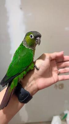❤️ Friendly Baby Conures cage and food ❤️ - Photo 8