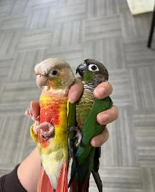 ❤️ Friendly Baby Conures cage and food ❤️ - Photo 9