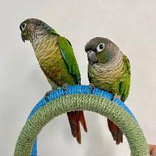 ❤️ Friendly Baby Conures cage and food ❤️ - Photo 10
