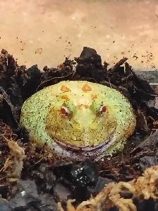 baby Pikachu Pac-Man frog
