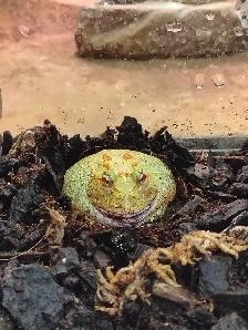 baby Pikachu Pac-Man frog - Photo 2