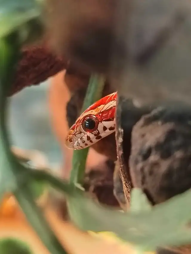 baby corn snake