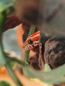 baby corn snake