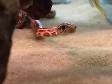 baby corn snake - Photo 2